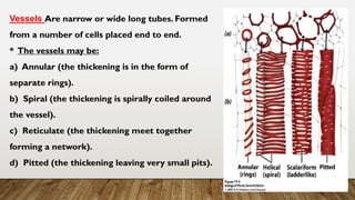 Vessels Are narrow or wide long tubes. Formed
from a number of cells placed end to end.
* The vessels may be:
a) Annular (the thickening is in the form of
separate rings).
b) Spiral (the thickening is spirally coiled around
the vessel).
c) Reticulate (the thickening meet together
forming a network).
d) Pitted (the thickening leaving very small pits).
 