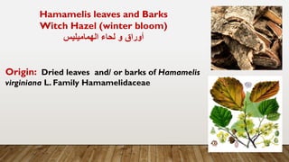 Hamamelis leaves and Barks
Witch Hazel (winter bloom)
‫الهماميليس‬ ‫لحاء‬ ‫و‬ ‫أوراق‬
Origin: Dried leaves and/ or barks of Hamamelis
virginiana L. Family Hamamelidaceae
 