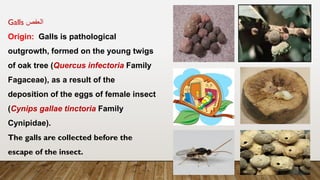 Galls ‫العفص‬
Origin: Galls is pathological
outgrowth, formed on the young twigs
of oak tree (Quercus infectoria Family
Fagaceae), as a result of the
deposition of the eggs of female insect
(Cynips gallae tinctoria Family
Cynipidae).
The galls are collected before the
escape of the insect.
 