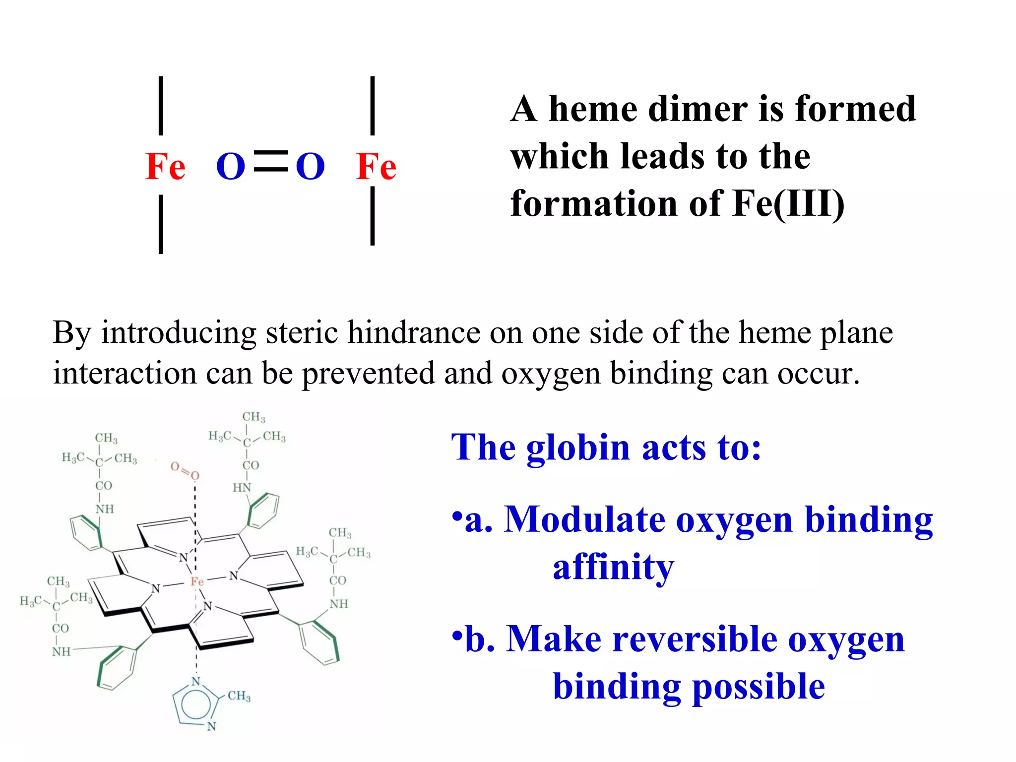 Fe O

O Fe

A heme dimer is formed
which leads to the
formation of Fe(III)

By introducing steric hindrance on one side of the heme plane
interaction can be prevented and oxygen binding can occur.

The globin acts to:
•a. Modulate oxygen binding
affinity
•b. Make reversible oxygen
binding possible

 