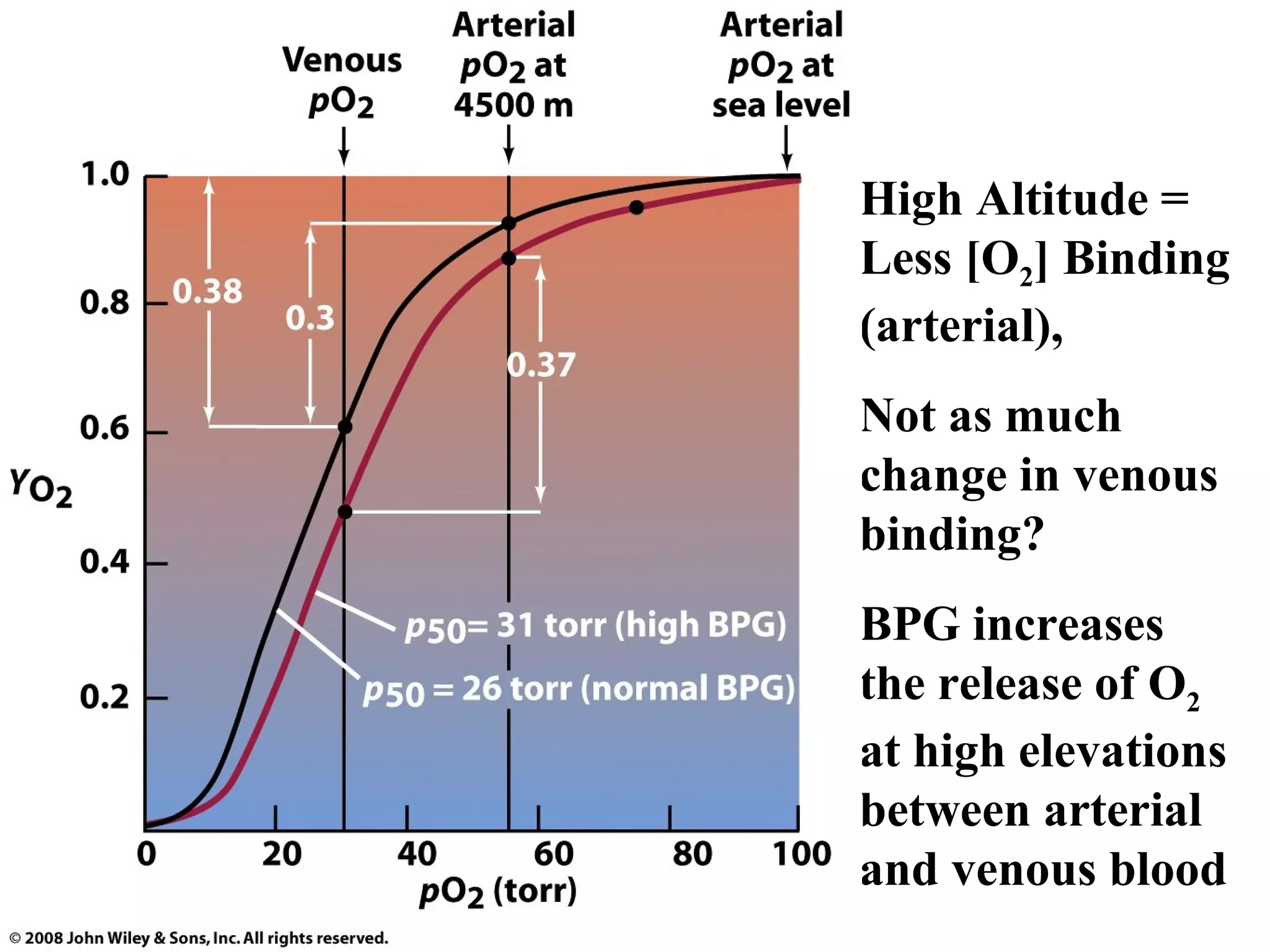 High Altitude =
Less [O2] Binding
(arterial),
Not as much
change in venous
binding?
BPG increases
the release of O2
at high elevations
between arterial
and venous blood

 