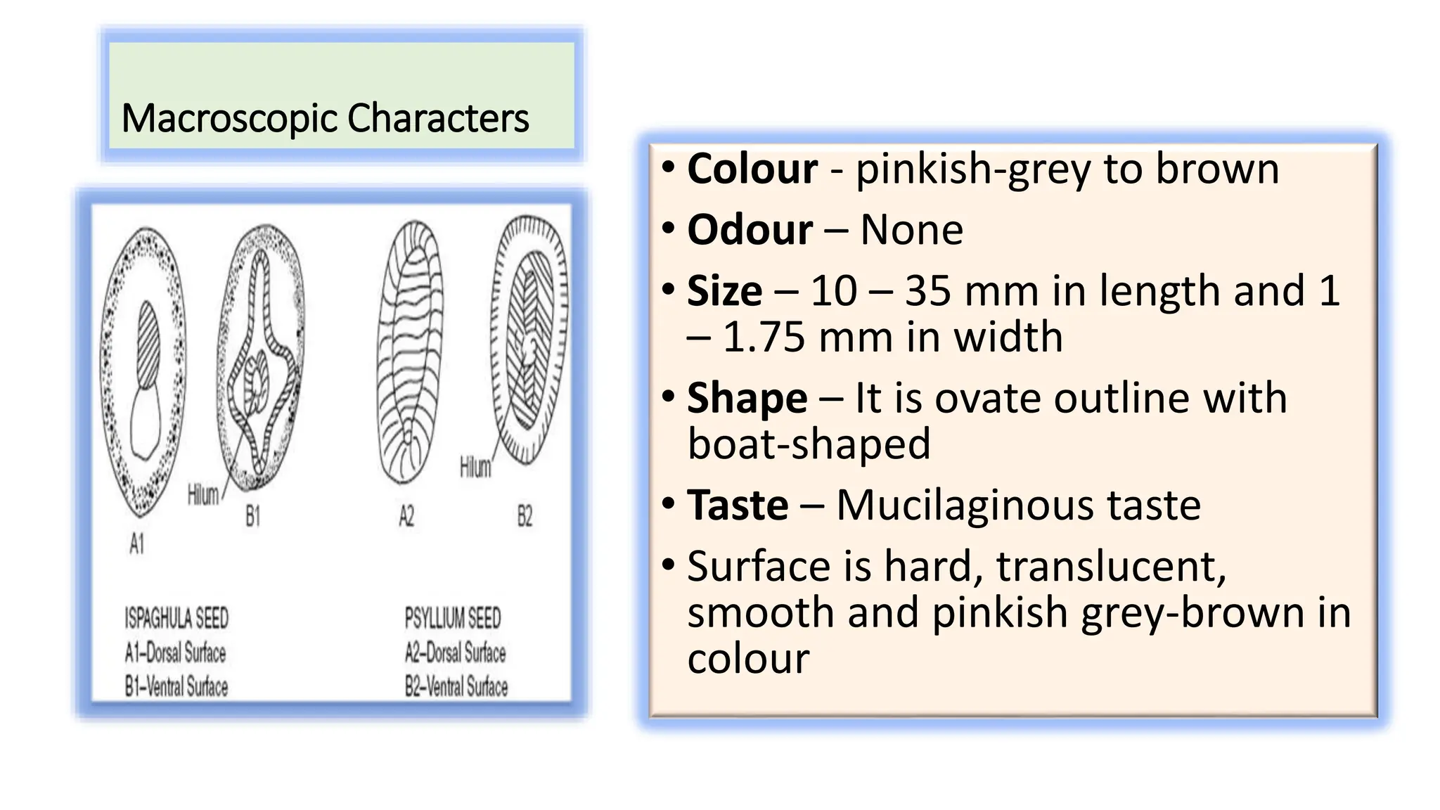 Macroscopic Characters
• Colour - pinkish-grey to brown
• Odour – None
• Size – 10 – 35 mm in length and 1
– 1.75 mm in width
• Shape – It is ovate outline with
boat-shaped
• Taste – Mucilaginous taste
• Surface is hard, translucent,
smooth and pinkish grey-brown in
colour
 