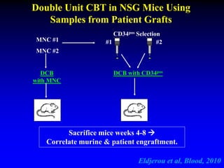 DCB with CD34pos
#1 #2
DCB
with MNC
MNC #1
MNC #2
CD34pos Selection
Sacrifice mice weeks 4-8 
Correlate murine & patient engraftment.
Double Unit CBT in NSG Mice Using
Samples from Patient Grafts
Eldjerou et al, Blood, 2010
 