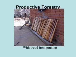 Productive Forestry




  With wood from pruning
 