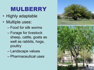 MULBERRY
• Highly adaptable
• Multiple uses:
  – Food for silk worms
  – Forage for livestock
    sheep, cattle, goats as
    well as rabbits, hogs,
    poultry
  – Landscape values
  – Pharmaceutical uses
 