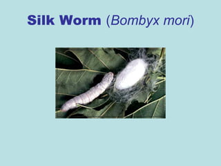 Silk Worm (Bombyx mori)
 