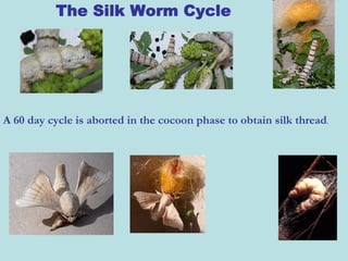 The Silk Worm Cycle




A 60 day cycle is aborted in the cocoon phase to obtain silk thread.
 