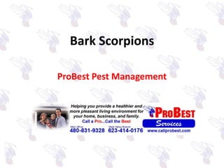 Bark Scorpions ProBest Pest Management 