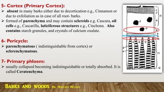 5- Cortex (Primary Cortex):
➢ absent in many barks either due to decortication e.g., Cinnamon or
due to exfoliation as in case of all root- barks.
➢ formed of parenchyma and may contain sclereids e.g. Cascara, oil
cells e.g., Cascarilla, laticiferous structures e.g., Cinchona. Also
contains starch granules, and crystals of calcium oxalate.
6- Pericycle:
➢ parenchymatous ( indistinguishable from cortex) or
sclerenchymatous.
7- Primary phloem:
➢ usually collapsed becoming indistinguishable or totally absorbed. It is
called Ceratenchyma.
Barks and woods Dr. Mostafa Hegazy
 