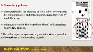 8- Secondary phloem:
➢ characterized by the presence of sieve tubes, accompanied
by companion cells and phloem parenchyma traversed by
medullary rays.
➢ commonly contain fibers (phloem fibers) and sometimes
sclereides, oil cells.
* The phloem parenchyma usually contains starch granules
and sometimes calcium oxalate crystals.
Barks and woods Dr. Mostafa Hegazy
 