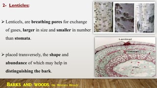 2- Lenticles:
➢ Lenticels, are breathing pores for exchange
of gases, larger in size and smaller in number
than stomata.
➢ placed transversely, the shape and
abundance of which may help in
distinguishing the bark.
Barks and woods Dr. Mostafa Hegazy
 