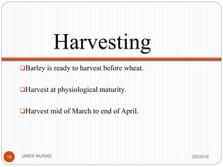 Harvesting
Barley is ready to harvest before wheat.
Harvest at physiological maturity.
Harvest mid of March to end of April.
3/6/2016UMER MURAD14
 