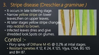3. Stripe disease (Dreschlera graminae )
• Flory spray of Dithane M 45 @ 0.2% at intial stages.
• Resistant varieties K 12, K 24, K 125, Vijya, C164, BG 105
and BH 87.
• It occurs in late tollering stage.
• Narrow yellow stripe on lower
leaves,then on upper leaves.
• At later stages yellow stripe changes
into reddish to brown.
• Infected leaves dries and give
shredded look.Spots on glumes.
Control :-
 