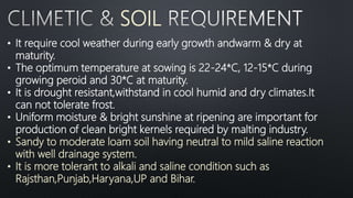 SOIL
• It require cool weather during early growth andwarm & dry at
maturity.
• The optimum temperature at sowing is 22-24*C, 12-15*C during
growing peroid and 30*C at maturity.
• It is drought resistant,withstand in cool humid and dry climates.It
can not tolerate frost.
• Uniform moisture & bright sunshine at ripening are important for
production of clean bright kernels required by malting industry.
• Sandy to moderate loam soil having neutral to mild saline reaction
with well drainage system.
• It is more tolerant to alkali and saline condition such as
Rajsthan,Punjab,Haryana,UP and Bihar.
 