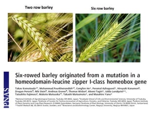 Barley Rows Barley.pptx