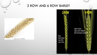 Barley Rows barley.pptx importance of barley and significnace of brley | PPTX