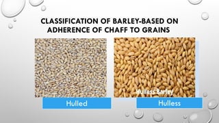 barley.pptx importance of barley and significnace of brley | PPTX
