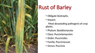 Comprehensive Overview of Barley Diseases: Identification, Life Cycles ...