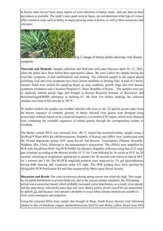 In Korea, there haven't been many reports of viral infections in barley crops., and rare data on their
prevalence is available. The study's main goals were to figure out and determine what type of viruses
affect monocot crops such as barley in major growing areas in Korea, as well as their occurrence and
relevance.
Fig.2. Image of barley plants showing viral disease
symptom
Materials and Methods: Sample collection and field tour took place between April 14- 17, 2021,
when the plants have been before their reproductive phase. We were collect the sample having the
virus-like symptoms of leaf malformation and stunting. The collected sample in the region plants
exhibiting viral and viron symptoms have been chosen randomly at farming field. A total of 3 barley
farmers' fields were picked for sampling based on crop condition, growth stage and viral disease
symptoms estimation near a location Pungwol-r1, Buan, Republic of Korea. The samples were put
in explicitly labeled plastic bags and brought to Korean Research Institute of Bioscience and
Biotechnology(KRIBB) laboratory in building 6th
, 4th floor. For further studying, the collected
samples were kept in fine powder at -80 °C.
To further confirm the sample was weather infected with virus or not, 22 specific primer pairs from
the known sequence of complete genome 18 barley infected virus genera were designed using
primer3plus software based on its conserved sequence coat protein (CP) region, which were obtained
from comparing the available sequences of related genera through the corresponding isolates in
GenBank.
The Barley sample RNA was extracted from -80 °C stored fine powdered barley sample using a
WizPrep™ Plant RNA Kit (Wizbiosolutions, Republic of Korea) and cDNA were synthesized with
the 25-mer degenerate primer N25 using Revert Aid Reverse Transcriptase (Thermo Scientific,
Waltham, MA, USA), following to the manufacturer’s instructions. The cDNAs were amplified by
PCR with AccuPower ProFi Taq PCR PreMix kit (Bioneer, Republic of Korea) using that of 22 oligo
pair of primer according to the thermal profile: 95 °C for 5 min followed by 36 cycles at 95°C for 20
seconds, annealing in temperature appropriate to primers for 30 seconds and extension step at 68°C
for 1 minutes per 1 kb. The RT-PCR amplified products were analyzed by 1% gel electrophoresis
having EtBr staining and visualized under UV light. The PCR product have been purified by
QIAquick® PCR Purification Kit and then sequenced by Macro gene (Seoul, Korea).
Discussion and Result: The virus occurrences during spring season was relatively high. This might
be, by aphid distribution in several fields site, due to the current climate situations, the 2021spring
period was a somewhat humid, which probably increased vector distribution, as a result, virus spread
and the same barley infected by more than one virus. Barley yellow dwarf virus-PAS are transmitted
by aphids [2], and because virus spread is probably to occur when climate situation are suitable to
viral vector emergence and migration.
Using the extracted RNA from sample that brought in Buan, South Korea showed viral infections
similar to that of Hordeum vulgare alphaendornavirus (HvEV) and Barley yellow dwarf virus PAS
 