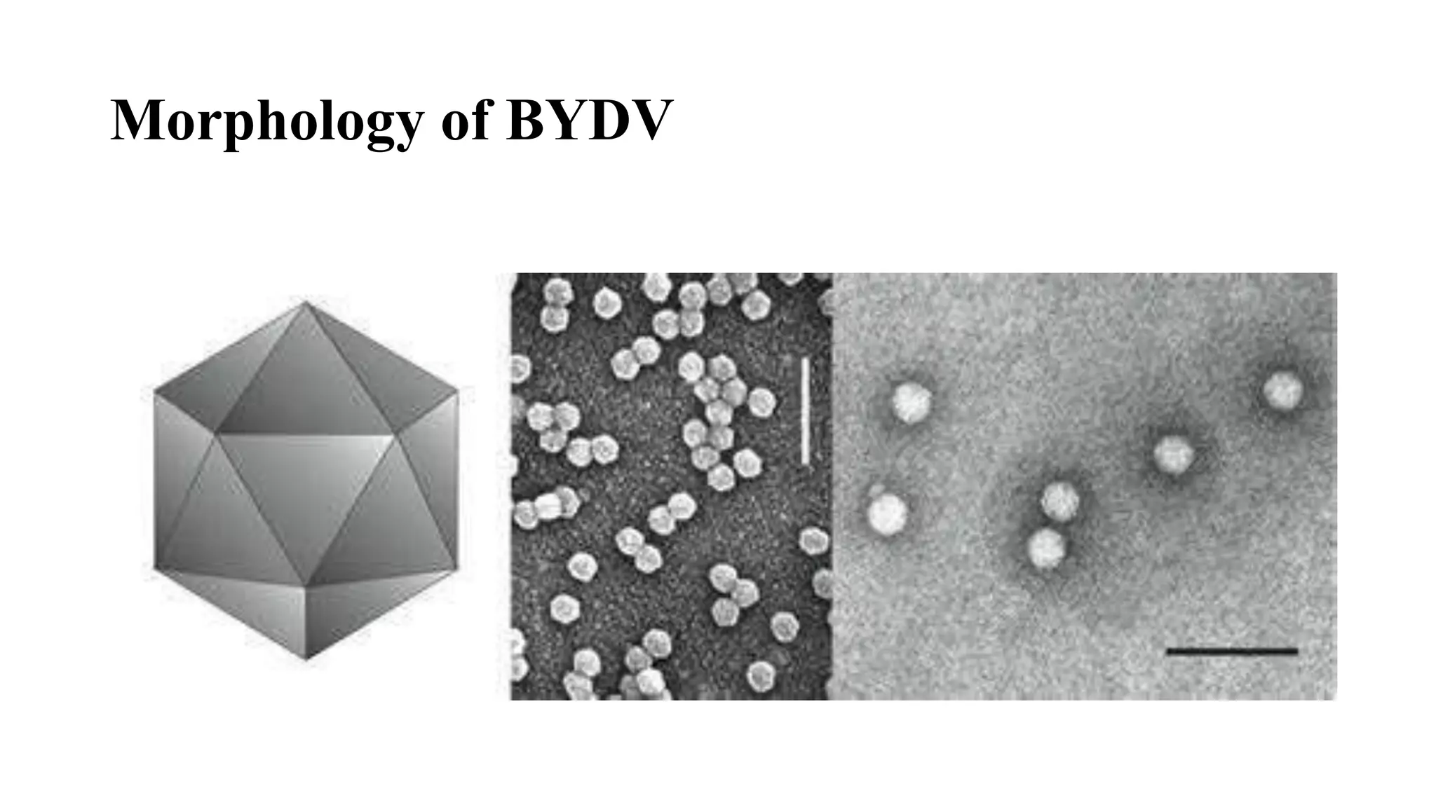 Barley yellow dwarf virus | PPTX