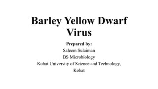 Barley Yellow Dwarf
Virus
Prepared by:
Saleem Sulaiman
BS Microbiology
Kohat University of Science and Technology,
Kohat
 