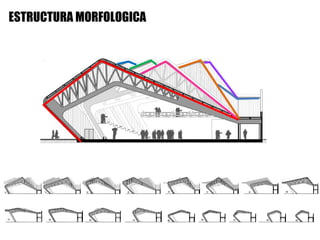 ESTRUCTURA MORFOLOGICA
 