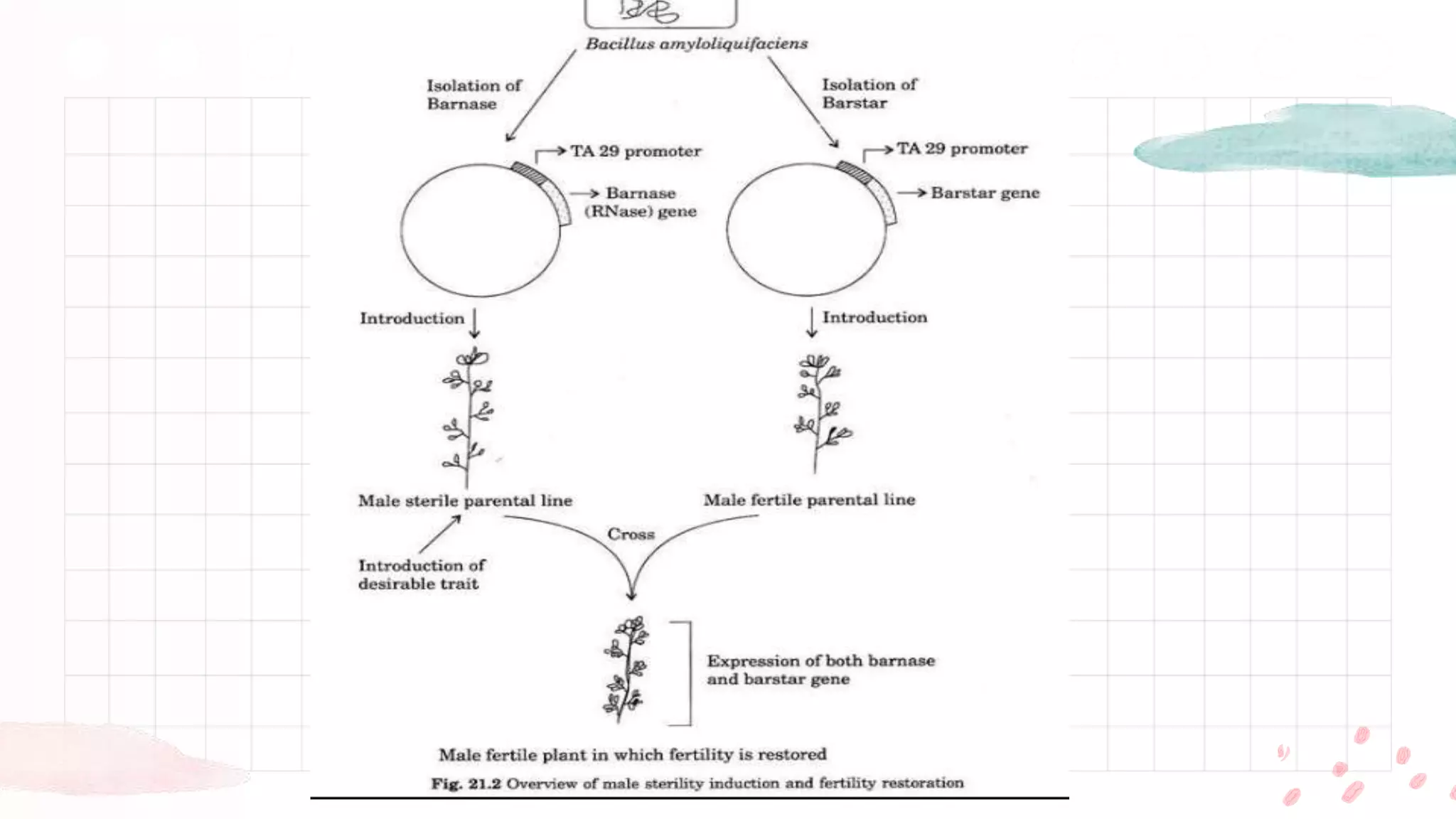 Barnase and bartar system | PPTX