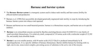 barnase barstar system and development of inbreds using Doubled haploid ...