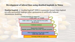barnase barstar system and development of inbreds using Doubled haploid ...