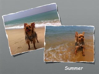 Summer
 