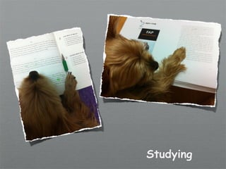 Studying
 