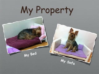 My Property



My Bed
         My S
              ofa
 