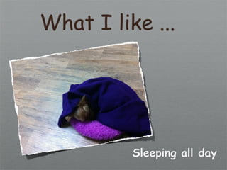 What I like ...




          Sleeping all day
 