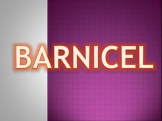 Barnicel 
