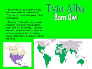 Tyto Alba Barn Owl Barn owls can be found on every continent, except for Antarctica.  They are the most widespread of all owl species. They can be found in many areas, including rural and urban habitats.  Barn owls live in cavities. They can be found in hollow trees, cavities in riverbanks, barn lofts, hay stacks, caves, nest boxes, or even in church steeples. 