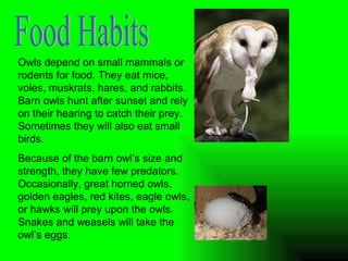 Food Habits Owls depend on small mammals or rodents for food. They eat mice, voles, muskrats, hares, and rabbits. Barn owls hunt after sunset and rely on their hearing to catch their prey. Sometimes they will also eat small birds. Because of the barn owl’s size and strength, they have few predators.  Occasionally, great horned owls, golden eagles, red kites, eagle owls, or hawks will prey upon the owls. Snakes and weasels will take the owl’s eggs.  
