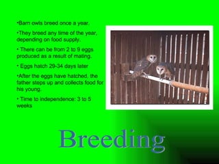 Breeding Barn owls breed once a year.  They breed any time of the year, depending on food supply.  There can be from 2 to 9 eggs produced as a result of mating.  Eggs hatch 29-34 days later After the eggs have hatched, the father steps up and collects food for his young. Time to independence: 3 to 5 weeks 