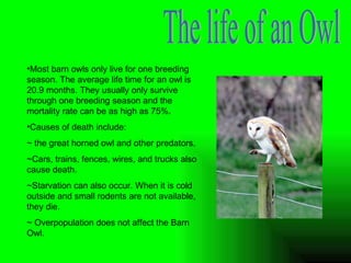 The life of an Owl Most barn owls only live for one breeding season. The average life time for an owl is 20.9 months. They usually only survive through one breeding season and the mortality rate can be as high as 75%. Causes of death include: ~ the great horned owl and other predators.  ~Cars, trains, fences, wires, and trucks also cause death.  ~Starvation can also occur. When it is cold outside and small rodents are not available, they die. ~ Overpopulation does not affect the Barn Owl. 