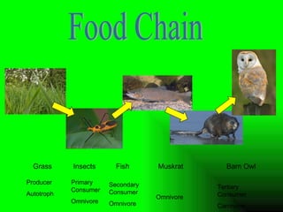 Food Chain Grass   Insects  Fish   Muskrat   Barn Owl Producer Autotroph Primary Consumer Omnivore Secondary Consumer Omnivore Omnivore Tertiary Consumer Carnivore 