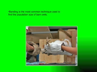 Banding is the most common technique used to find the population size of barn owls. 