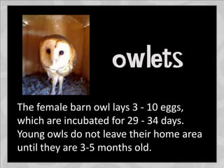 The female barn owl lays 3 - 10 eggs,
which are incubated for 29 - 34 days.
Young owls do not leave their home area
until they are 3-5 months old.
 
