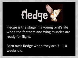 Fledge is the stage in a young bird's life
when the feathers and wing muscles are
ready for flight.
Barn owls fledge when they are 7 – 10
weeks old.
 