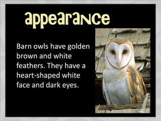 Barn owls have golden
brown and white
feathers. They have a
heart-shaped white
face and dark eyes.
 