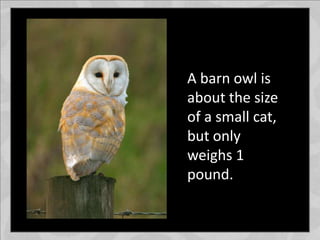 A barn owl is
about the size
of a small cat,
but only
weighs 1
pound.
 