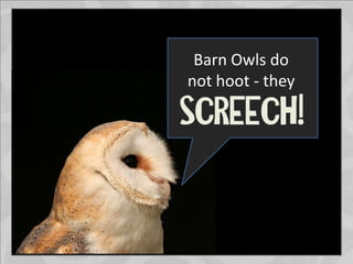 Barn Owls do
not hoot - they
 