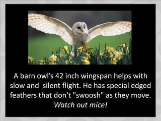 A barn owl’s 42 inch wingspan helps with
slow and silent flight. He has special edged
feathers that don't "swoosh" as they move.
Watch out mice!
 