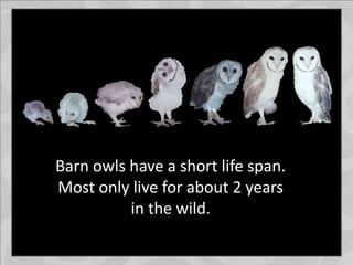 Barn owls have a short life span.
Most only live for about 2 years
in the wild.
 