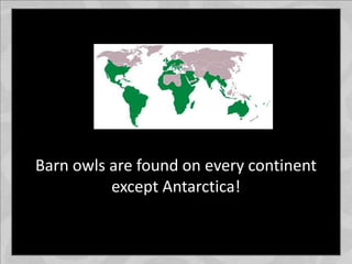 Barn owls are found on every continent
except Antarctica!
 