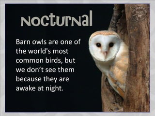 Barn owls are one of
the world's most
common birds, but
we don’t see them
because they are
awake at night.
 