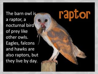 The barn owl is
a raptor, a
nocturnal bird
of prey like
other owls.
Eagles, falcons
and hawks are
also raptors, but
they live by day.
 